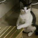 떼쟁이