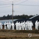 영암오리 이미지