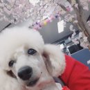 오찝