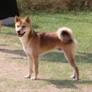 개두방정 이미지