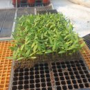 삼열농장 이미지