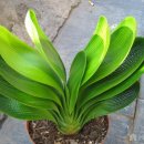 A Daruma Malian clivia plant with yellowish green leaves 이미지