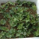 바위솔민박 이미지