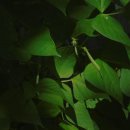 콩나물 그냥 삶지 마세요 30년차 주부도 놀란 콩나물 진짜 꿀팁 이미지