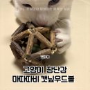 고양이 입질 방지 캣피디 마따따비 우드볼