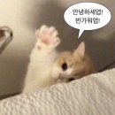 luth product 루스프로덕트 가방 초콜릿백 블랙 L 내돈내산 구매 후기