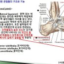 [11강-발목/발-6](85강)발목의 가쪽곁인대, ATFL, 목말종아리관절축, 발목관절운동형상학등 이미지