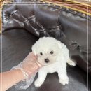 천안 강아지분양 고양이분양 파라다이스펫본점 이미지