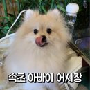 강아지랑 속초 반려동물동반 조개구이 아바이 어시장 내돈내산 후기