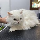 쥬디캣(Judy Cat) 이미지