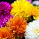 라피오레 이미지