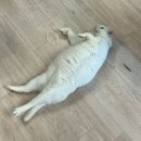 집사의 하루 건대점 | 고양이와 힐링할 수 있는 곳! 집사의 하루 건대점 후기