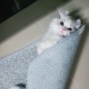 고양이분양 반하나캣 이미지