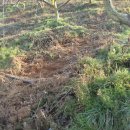 단감농장 이미지