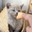 캣스토리 이미지