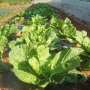 호성농장 이미지