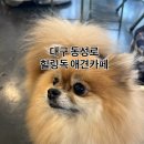 아잉독 애견카페 | 대구 동성로 애견카페 힐링독 아이랑 함께 후기 (2025.08.10)
