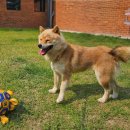 회원동225 이미지