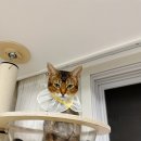 미용하냥 이미지