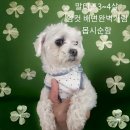별고을분식
