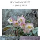 냐옹이네꽃집 이미지