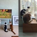 행복한 멍냥이 이미지