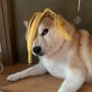 양양살롱