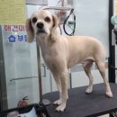 와와미용실 - 전주시 덕진구 우아8길 2 | 와와미용실