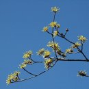 산수유 Daum카페
