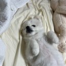 마이펫종합동물병원 이미지