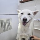 개미용중 이미지