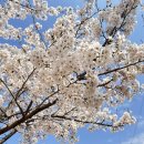 은해사 벚꽃길 이미지