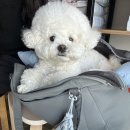 평촌나무동물병원 네이버블로그