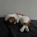 그루밍 까꿍 | 다영생일과 일주일