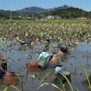 가래치기 이미지