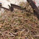 불로국수 이미지