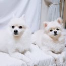 구피동물병원 이미지