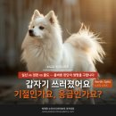 pet159더2482 | #424 갑자기 쓰러졌어요 — 기절과 응급, 그 차이를 아는 것이 생명을 나눕니다
