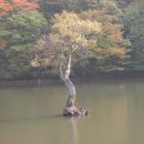 버드나무 이미지