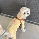 미미애견 | 평택 고덕신도시 애견 미용실 "마이미미" 내돈내산 솔직후기