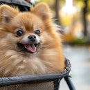 즐거운 강아지 이미지