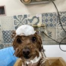 아임그루머 이미지