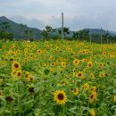 물금, 황산공원 해바라기 이미지