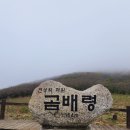 곰배령화원 | 천상의화원 <곰배령> 투어 후기