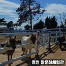 영천시운주산승마조련센터 | 경북 아이와 가볼만한 곳 어린이 승마 영천 말문화체험관