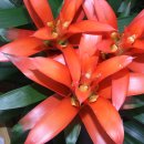 아나나스 이미지