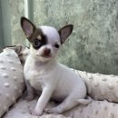 도그마루 강아지고양이 평택점 | 신뢰할 수 있는 평택강아지분양 전문점은 도그마루 강아지고양이 평택점