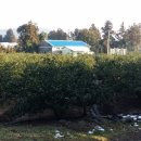 강창민농장 이미지