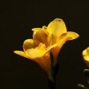 연진화분