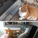 뿌리동물농장 이미지